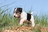 FOX TERRIER 382